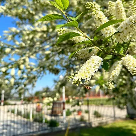 Muskatli Panzio Es Etterem