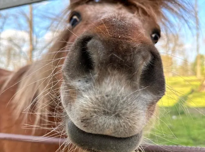 Muskatli Panzio Es Etterem Motel